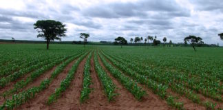 agricultura en Venezuela