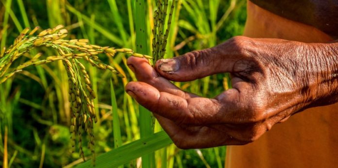 Sociedad Venezolana de Ingenieros Agrónomos cumple 77 años y debate sobre la seguridad alimentaria