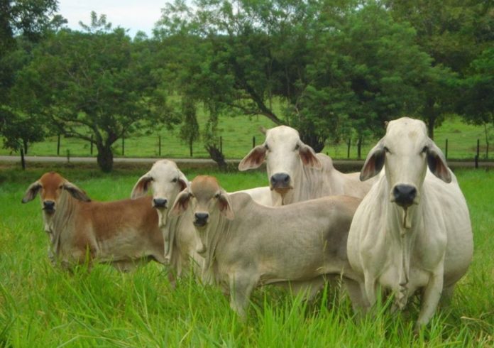 Invasiones, expropiaciones y falta de garantías perjudican producción agropecuaria en Venezuela